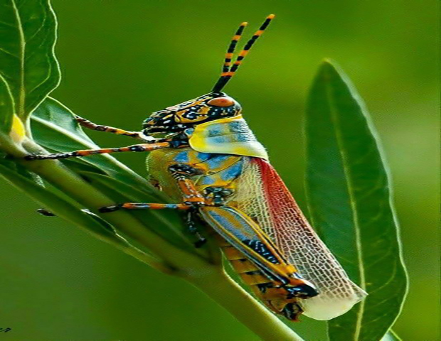 عکاسی ماکرو  (Macro Photography)